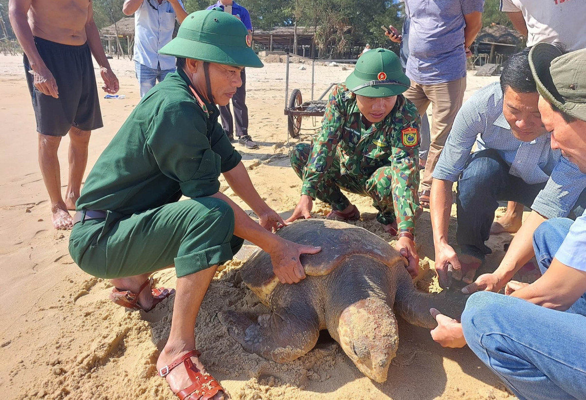 Cá thể Vích mắc vào lưới có mai rộng 85 cm, thân dài khoảng 1m và nặng 70 kg. Sau khi nhận tin báo, Đồn biên phòng Cửa khẩu Cảng Cửa Việt phối hợp với Ban Quản lý Khu Bảo tồn biển đảo Cồn Cỏ đã tiếp nhận, kiểm tra sức khỏe, gắn thẻ định danh cho con vích. Sau đó, lực lượng chức năng và người dân tiến hành thả cá thể vích quý hiếm về biển.