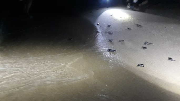 Vào sáng 8/6/2022, ông Đỗ Minh Lộc, Trạm trưởng Trạm Bảo vệ nguồn lợi thủy sản huyện đảo Phú Quý (tỉnh Bình Thuận), cho biết đơn vị này đã giải cứu, thả 84 con Vích về biển an toàn.