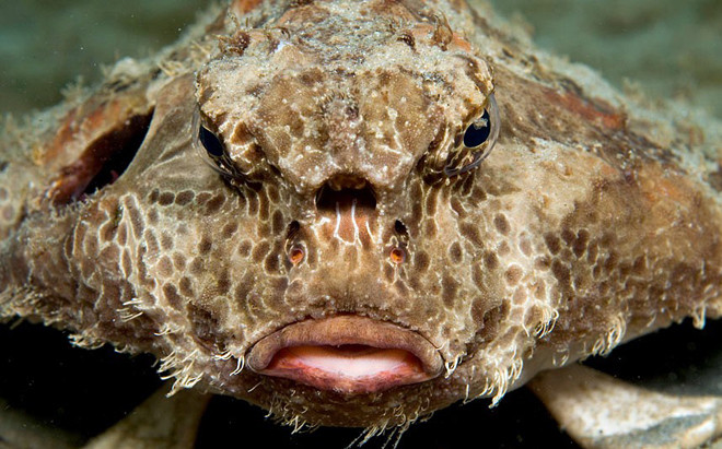 Cá polka-dot batfish (cá dơi) có những vết đốm tròn nhỏ trên da. Loài cá này có đôi môi xấu xí và đáng sợ.