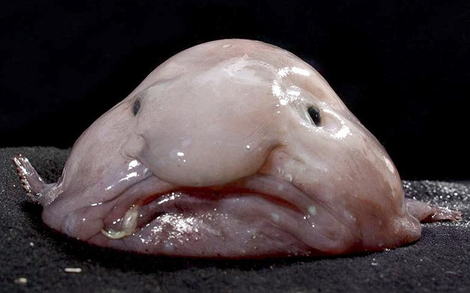 Cá giọt nước (blobfish) được xem là sinh vật xấu nhất thế giới. Cơ thể của chúng phù lên và chảy nhão khi bị ở nơi có áp suất thấp hơn trên mặt biển. Cấu tạo xương mềm và lớp thịt giống như thạch dẻo cho phép chúng chịu đựng áp suất mà không bị rách toạc hoặc ép bẹp. Cá giọt nước thích nghi tốt với áp suất cao và sống trong bóng tối ở cách mặt nước 600 - 1.200m.