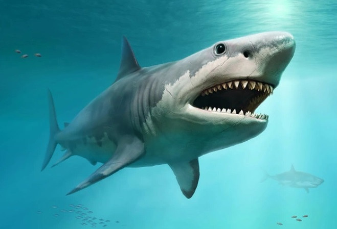 Cá mập trắng (tên khoa học Carcharodon carcharias) là loài cá săn mồi lớn nhất trên thế giới. Trong đó, cá mập trắng lớn là thành viên sống duy nhất của chi Carcharodon. Theo các chuyên gia, loài cá mập trắng lớn này có tới 300 chiếc răng hình tam giác, răng cưa. Với thân hình viên đạn, loài cá mập này cực hung dữ khi săn mồi.