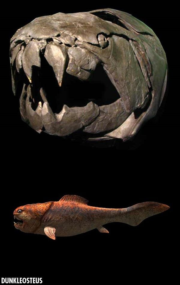 Theo các nhà nghiên cứu, hàm răng cực sắc nhọn của mỗi cá thể Dunkleosteus terrelli có thể tác động một lực 5.500 kg/cm2.