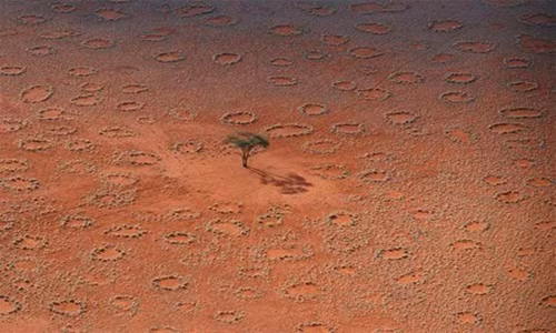 Cụ thể, kết quả nghiên cứu được công bố trên tạp chí Perspectives in Plant Ecology, Evolution and Systematics của nhóm chuyên gia chỉ ra cỏ trong "vòng tròn thần tiên" chết ngay sau khi mưa. Thế nhưng, hoạt động của mối không gây ra các mảng trống hình tròn trên đồng cổ. Mỗi mảng trống rộng vài mét.