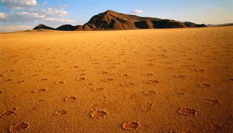 Những dữ liệu cho thấy trong khoảng 10 ngày sau khi mưa, cỏ trong các vòng tròn bắt đầu chết. Sau đó, hầu hết khu vực bên trong vòng tròn không có cỏ nào nảy mầm.