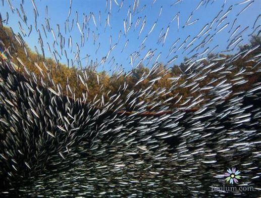 Sau một thời gian nghiên cứu, giáo sư Wahlberg và các đồng nghiệp đã làm sáng tỏ bí ẩn này. Họ giải thích âm thanh lạ thu được năm 1982 do con cá trích Baltic tạo ra. Kết quả này có được sau khi họ thi được âm thăng của loài cá này trùng khớp với âm thanh năm xưa.