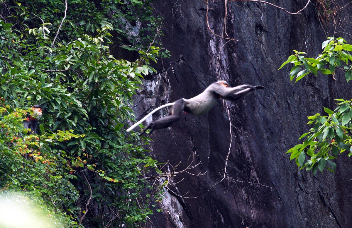 Voọc chà vá chân xám thuộc nhóm IB theo Nghị định 06/2019/NĐ-CP về quản lý thực vật rừng, động vật rừng nguy cấp, quý, hiếm. Đây là loài linh trưởng đặc hữu của Việt Nam. Loài voọc này phân bố ngoài tự nhiên ở 6 tỉnh miền trung và Tây Nguyên gồm: Quảng Nam, Quảng Ngãi, Bình Định, Gia Lai, Kon Tum và Phú Yên.