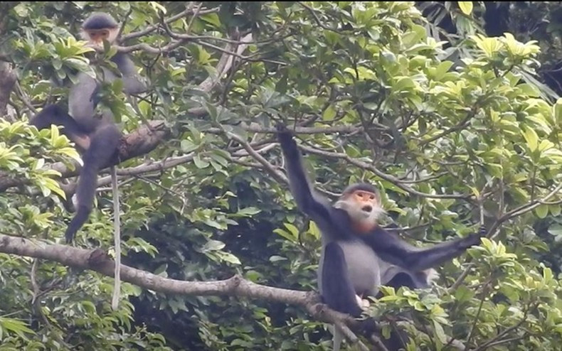 Voọc chà vá chân xám được ưu tiên bảo tồn theo Quyết định số 628/QĐ-TTg ngày 10/5/2017 của Thủ tướng Chính phủ về Phê duyệt kế hoạch hành động khẩn cấp bảo tồn các loài linh trưởng ở Việt Nam đến năm 2025, tầm nhìn đến 2030.