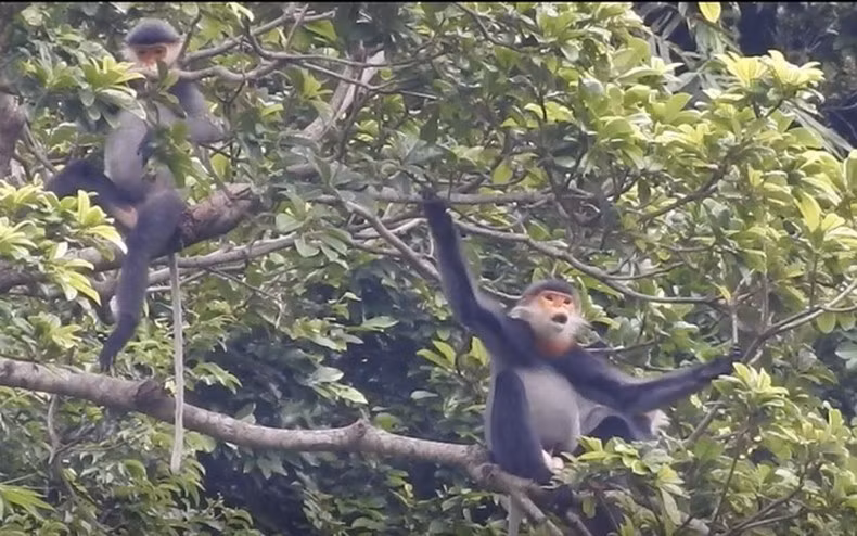 Voọc chà vá chân xám được ưu tiên bảo tồn theo Quyết định số 628/QĐ-TTg ngày 10/5/2017 của Thủ tướng Chính phủ về Phê duyệt kế hoạch hành động khẩn cấp bảo tồn các loài linh trưởng ở Việt Nam đến năm 2025, tầm nhìn đến 2030.