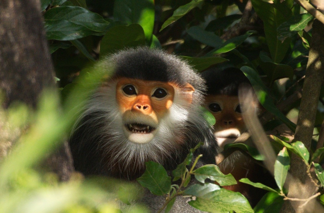 Theo “Quy hoạch bảo tồn đa dạng sinh học tỉnh Quảng Ngãi đến năm 2020 và định hướng đến năm 2030” do Sở Tài nguyên và Môi trường tỉnh Quảng Ngãi xây dựng, khu vực đề xuất thành lập Khu bảo tồn thiên nhiên Ba Tơ nằm trên địa bàn 4 xã: Ba Vì, Ba Xa, Ba Nam và Ba Lế (huyện Ba Tơ).