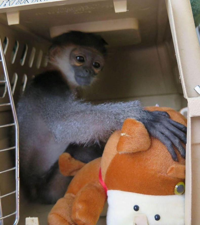 Loài voọc chà vá chân xám được ghi chép trong Sách đỏ Việt Nam và Sách đỏ IUCN của Liên minh Bảo tồn thiên nhiên quốc tế.