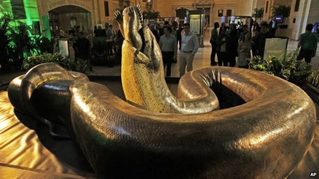 Phần dày nhất của cơ thể con rắn Titanoboa được cho là có đường kính lên đến 0,9m.