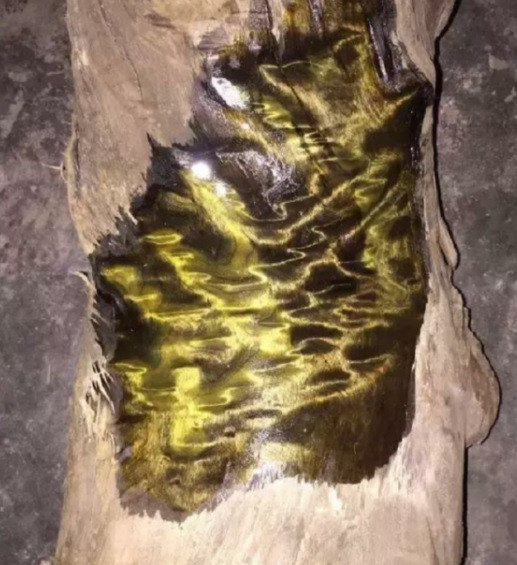 Những cây Kim Tơ Nam Mộc có "tuổi thọ" càng lớn thì chất lượng gỗ càng tốt. Tuy nhiên, số lượng loại cây này trong tự nhiên rất ít.