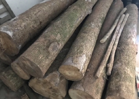 Mỗi lần muốn sử dụng loại gỗ Kim Tơ Nam Mộc, hoàng đế sẽ cử quần thần đi khắp các vùng phía Nam. Theo đó, phải mất vài tháng cho tới vài năm thì các quan được cử đi mới tìm thấy một vài cây gỗ Kim Tơ Nam Mộc đủ điều kiện để đốn hạ mang về cung làm vật liệu xây dựng các công trình của nhà vua.