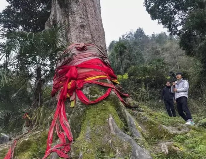 Theo các nhà nghiên cứu, Kim Tơ Nam Mộc là loại gỗ quý, hiếm và có giá thành cao. Chỉ hoàng đế mới sử dụng loại gỗ quý này. Một số sử liệu ghi chép về việc Kim Tơ Nam Mộc được sử dụng cho hoàng tộc kể từ thời nhà Nguyên. Sau đó, các triều đại tiếp theo sử dụng loại gỗ này để xây dựng các cung điện hay vật dụng dành cho nhà vua như bàn ghế, tủ, giường ngủ...