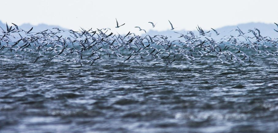 Thêm nữa, xung quanh hồ nước này là nơi nhiều loài động vật trú ngụ như đại bàng, chồn hương, chim cốc...