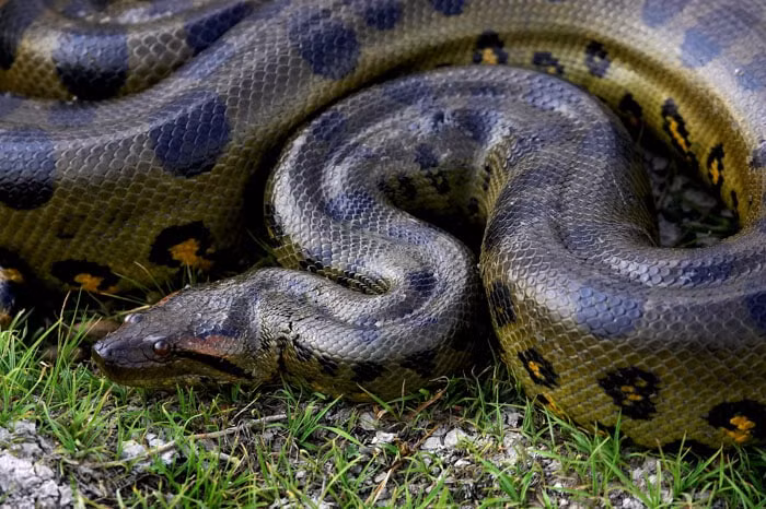 Khi trưởng thành, các cá thể trăn Anaconda ó thể dài tới 9m và nặng 550 kg. Kích thước này khiến loài thủy quái này chỉ thua kém một chút so với giống trăn hoa châu Á.