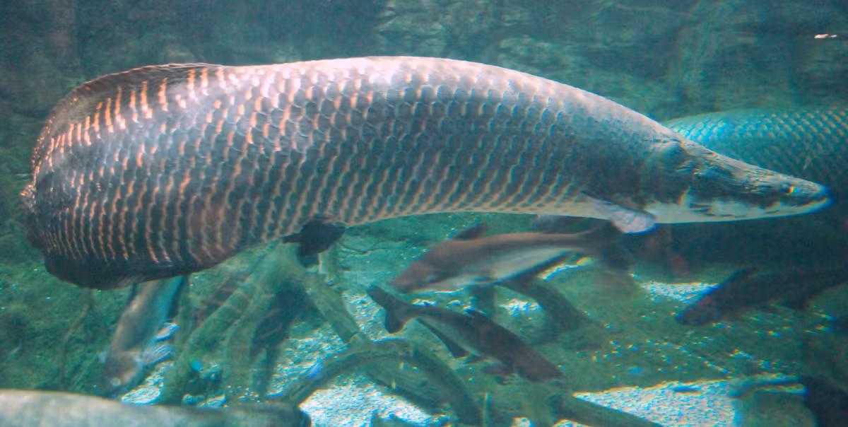Trong khi đó, cá thể cá Arapaima nặng nhất được phát hiện nặng tới 300 kg. Loài cá này có đặc điểm nổi bật là có thể thở bằng cách đớp không khí bên trên mặt nước.