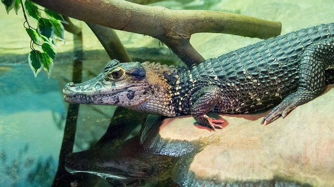 Khi trưởng thành, cá sấu đen caiman có thể đạt chiều dài từ 5 - 6m, nặng tới 300 kg. Chúng sống trong sông trong lưu vực sông Amazon.