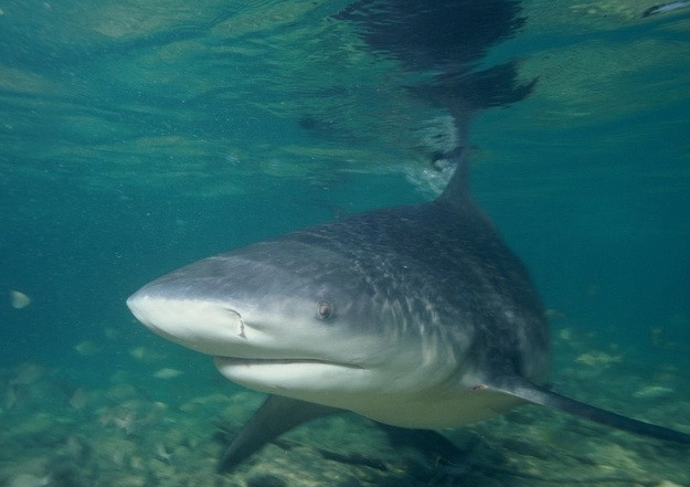 Với việc sở hữu hàng trăm chiếc răng sắc nhọn, lực cắn rất mạnh nên cá mập bò trở thàn hđộng vật ăn thịt cực hung dữ. Khi trưởng thành, cá thể cá mập bò có thể dài tới 3,3m và nặng hơn 300 kg.