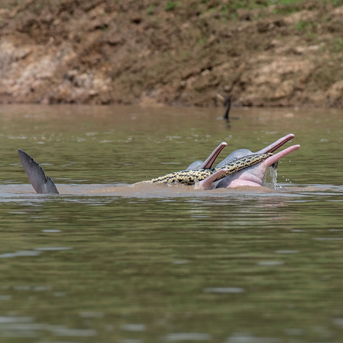Trăn Anaconda có thể bơi với vận tốc đạt 20 km/h và có thể ở dưới nước trong tối đa 20 phút. Chúng săn mồi khi ở dưới nước với thức ăn khoái khẩu là cá sấu Nam Mỹ, các loài rắn khác, dê, thậm chí là báo Nam Mỹ. Đôi khi, chúng vô cùng hung dữ tấn công, giết hại con người.