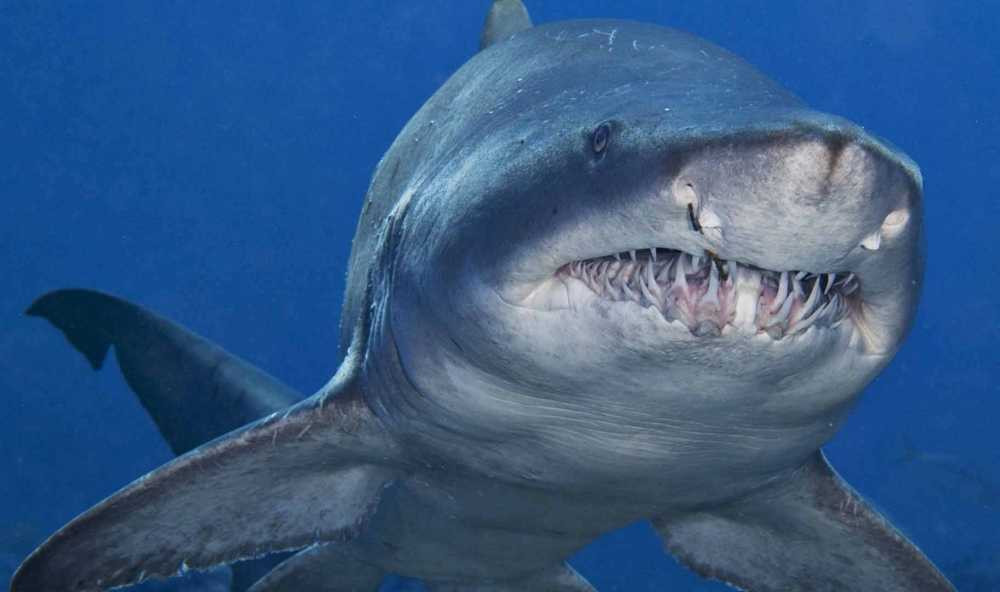 Cá mập bò sống ở các vùng nước sâu thuộc nhánh sông Amazon. Chúng nổi tiếng với tính cách hung dữ khi có thói quen húc thẳng vào bụng con mồi khi tấn công.