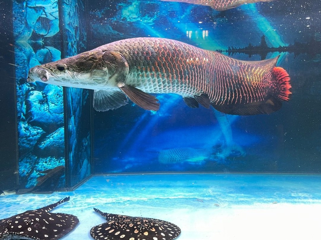 Ngoài mang, cá Arapaima có thể thở nhờ sở hữu lớp mao mạch trong cổ họng - có chức năng như phổi của động vật trên cạn. Nhờ vậy, chúng có thể sống sót qua mùa nước cạn hay trong điều kiện thiếu oxy.
