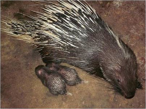 Nhím là loài gặm nhấm, sống hoang dã, phân bố ở một số nước như Nepan, Myanmar, Thái Lan, Lào, Campuchia, Việt Nam, Trung Quốc, Malaysia, Indonesia...