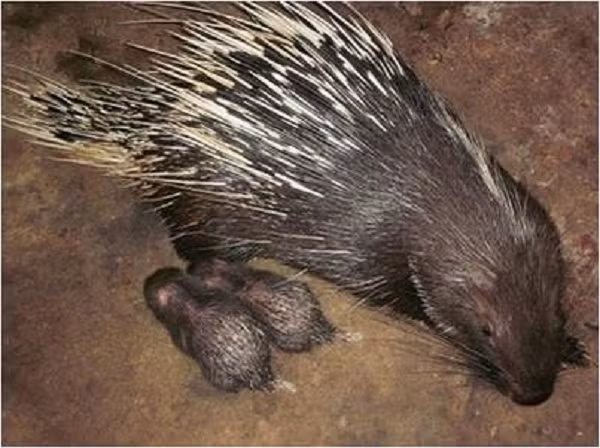 Nhím là loài gặm nhấm, sống hoang dã, phân bố ở một số nước như Nepan, Myanmar, Thái Lan, Lào, Campuchia, Việt Nam, Trung Quốc, Malaysia, Indonesia...