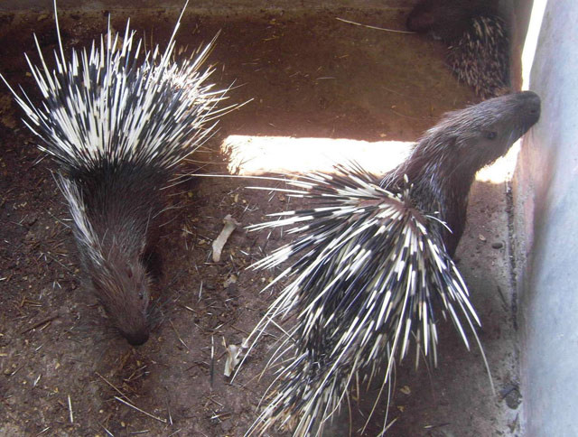 Nhím có thói quen ngủ ngày, ăn đêm. Nguyên nhân khiến nhím có thói quen sinh hoạt này xuất phát từ một phần từ việc chúng có tính nhút nhát.