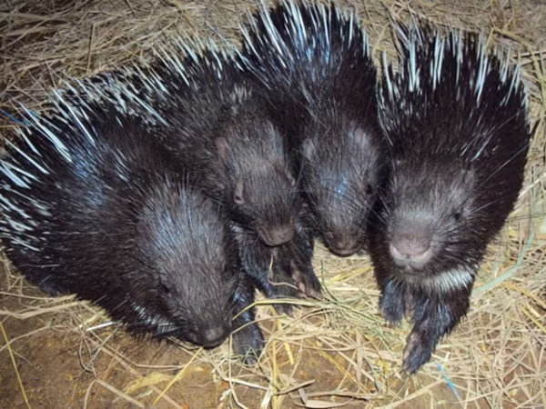 Tại Việt Nam, nhím thường sinh sống ở vùng đồi núi, nơi có nhiều cây cối, rừng rậm. Loài này thường sống theo từng đàn khoảng 3 - 4 con. Trong đàn có 1 con đực. Vào mùa sinh sản, nhím cái sẽ kết đôi với nhím đực và đẻ con.