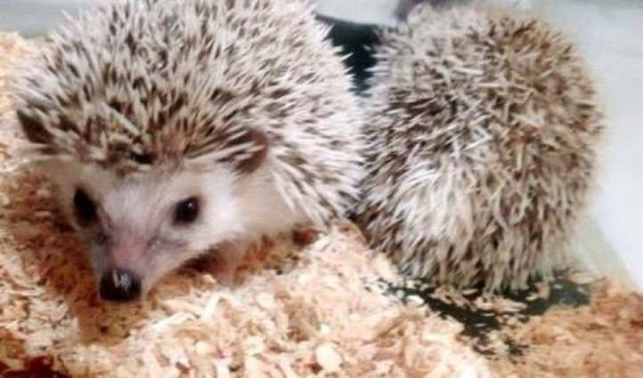 Vũ khí tấn công kẻ thù cũng như được dùng để phòng vệ của nhím chính là bộ lông.