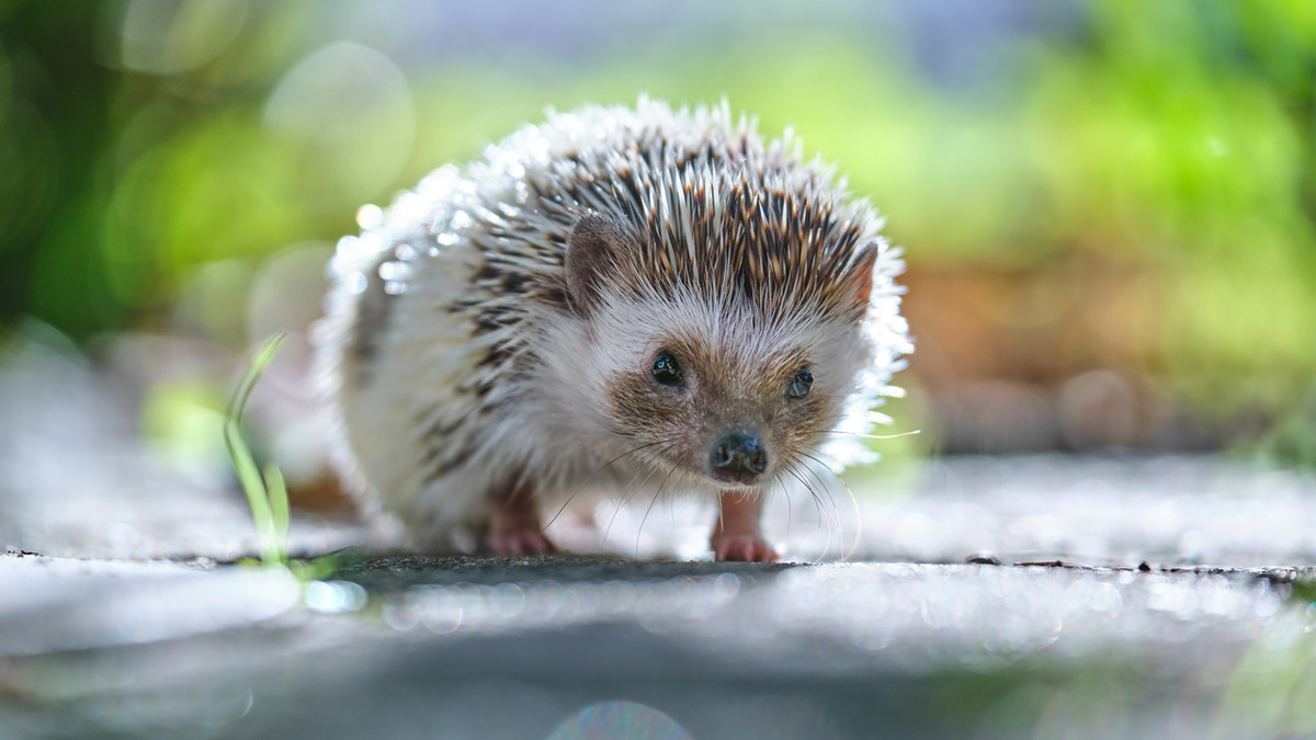 Không thích sống ở nơi ẩm ướt, nhím luôn giữ cơ thể khô ráo. Thỉnh thoảng, chúng mới tắm vào những ngày nắng nóng.