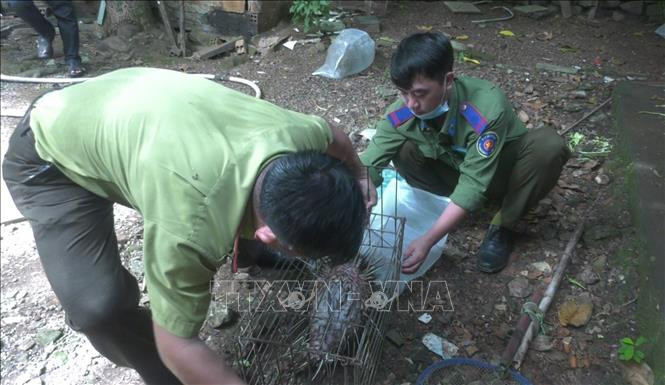 Vào ngày 14/11, gia đình anh Nguyễn Hồng Phước (ở khu phố Tân An, thị trấn Tân Phú, huyện Đồng Phú) bàn giao 25 con nhím cho Hạt Kiểm lâm huyện Đồng Phú, tỉnh Bình Phước. Sau khi tiếp nhận, Hạt Kiểm lâm huyện Đồng Phú tiến hành chăm sóc những con nhím trên trước khi thả về rừng tự nhiên.