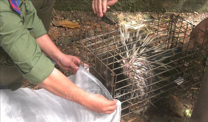 Trước đó, gia đình anh Nguyễn Hồng Phước nuôi 25 con nhím trong một thời gian dài. Khi số nhím đã trưởng thành và đạt tổng trọng lượng khoảng 150 kg, gia đình anh Nguyễn Hồng Phước không bán hay giết thịt chúng. Gia đình anh muốn thả số nhím này về rừng nên đã liên hệ với Hạt Kiểm lâm huyện Đồng Phú.