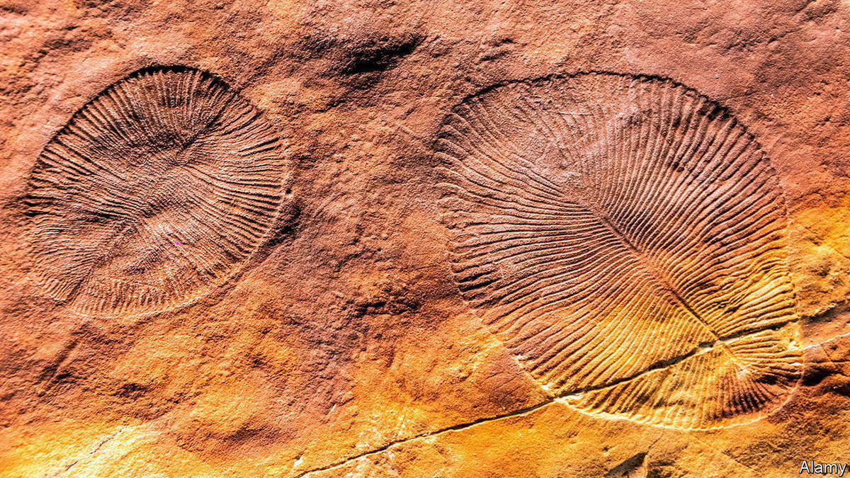 Thêm nữa, những hóa thạch Ediacaran nếu còn tồn tại đến ngày nay thì sẽ ở rất sâu bên dưới lòng đất. Điều này có nghĩa việc phát hiện các dấu hiệu của một sự kiện tuyệt chủng hàng loạt trở nên khó khăn, nhưng hồ sơ dường như cho thấy sự suy giảm tính đa dạng của sự sống từ giữa đến cuối kỷ Ediacaran.