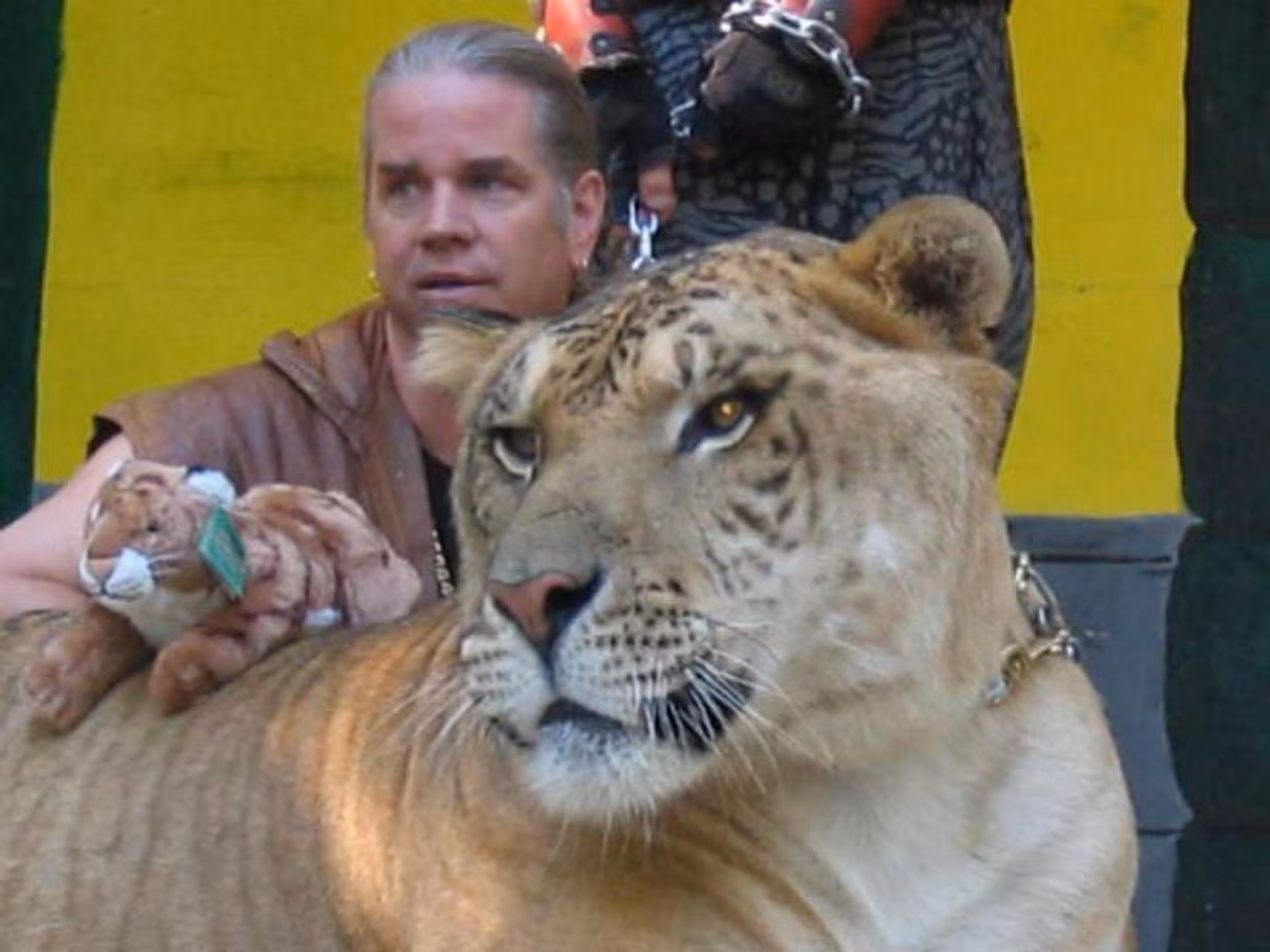 Loài liger có kích thước lớn hơn loài tigon - con lai giữa hổ đực và sư tử cái. Loài tigon đã được nhân giống ở Trung Quốc.