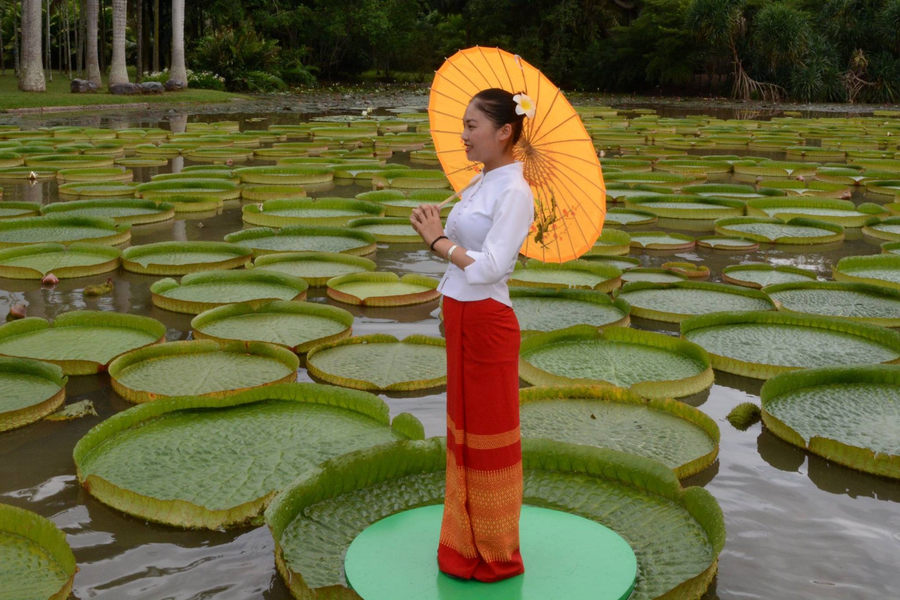 Chiếc lá có thể chịu được trọng lượng trên 50 kg 