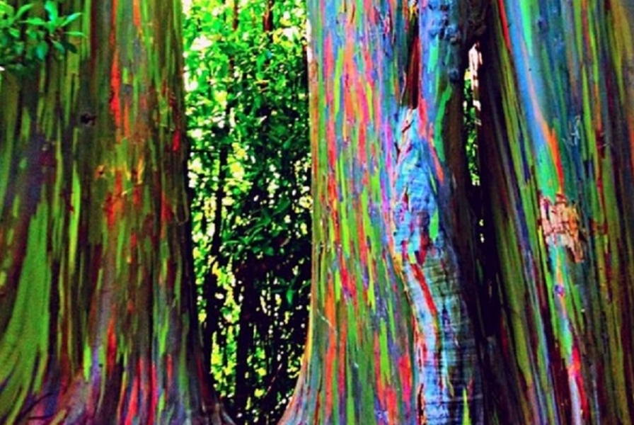 Bạch đàn Eucalyptus deglupta - Giống cây kỳ lạ này khi phát triển sẽ bong lớp vỏ ngoài, để lộ bên trong là những dải màu sắc xanh, đỏ, tím, vàng khác nhau...