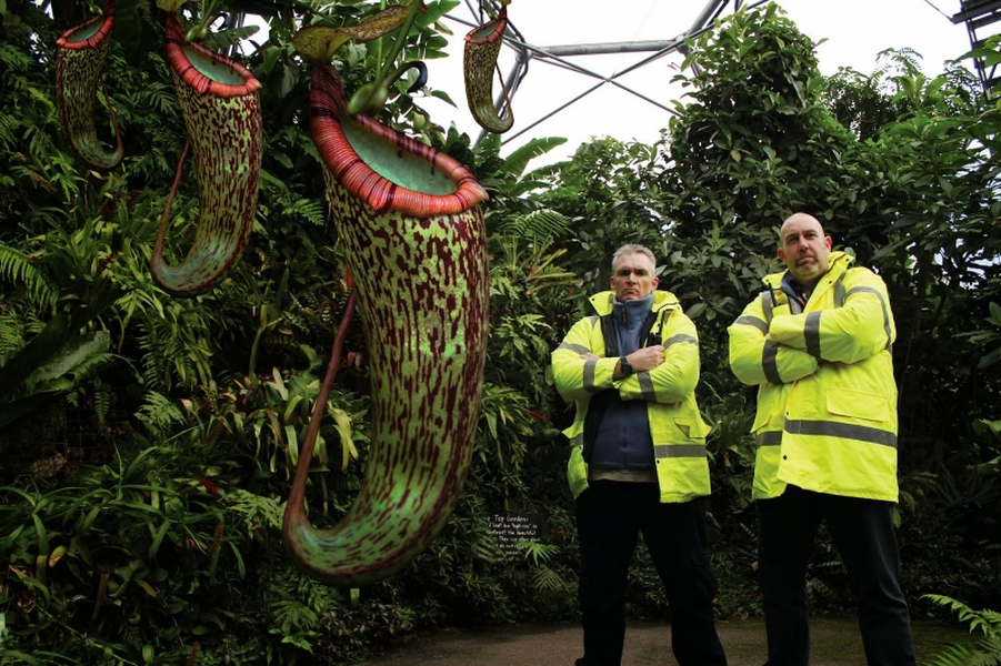 Cây Nắp ấm - Một kẻ ăn thịt đáng sợ trong giới thực vật