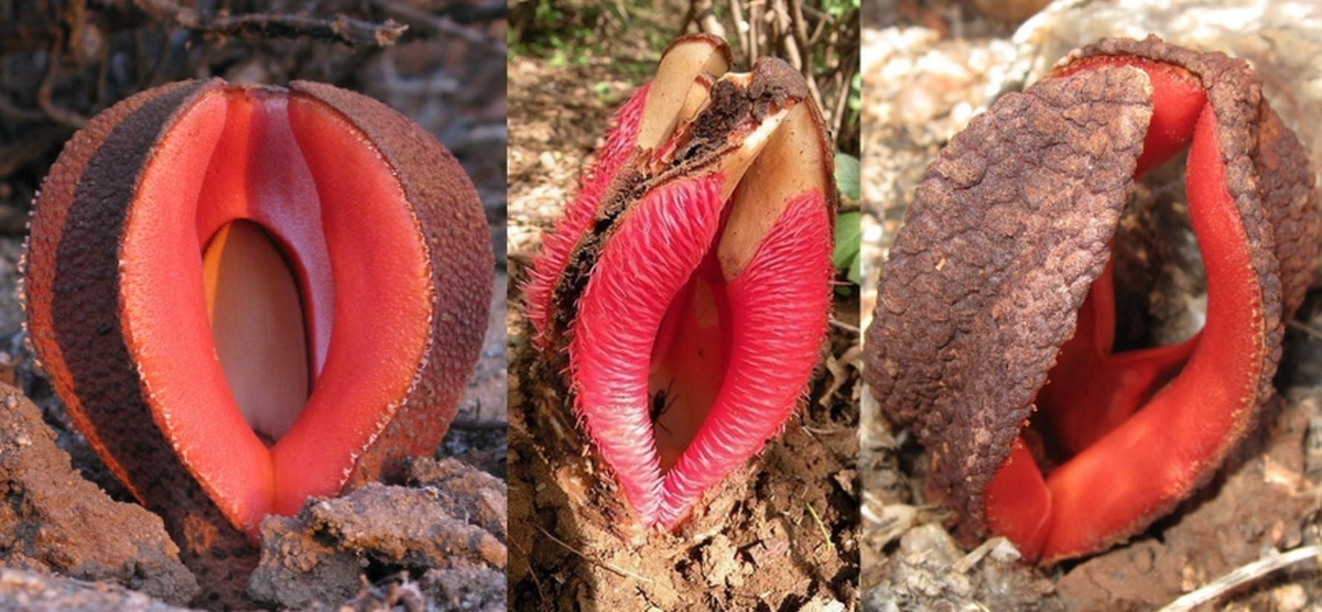 Cây ký sinh Hydnora africana sống sâu dưới lòng đất, chỉ khi đến thời điểm ra hoa thì chúng ta mới có thể thấy được hình dáng hoa của nó 
