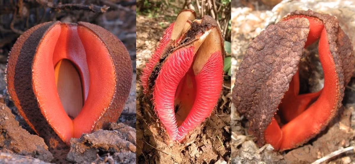 Cây ký sinh Hydnora africana sống sâu dưới lòng đất, chỉ khi đến thời điểm ra hoa thì chúng ta mới có thể thấy được hình dáng hoa của nó 