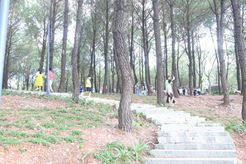 Năm 1999, UBND tỉnh Thừa Thiên Huế có quyết định phê duyệt Quy hoạch chi tiết bảo tồn, tôn tạo các di sản văn hoá và môi trường, cảnh quan khu vực tây nam thành phố Huế, trong đó có đồi Vọng Cảnh. Đầu thập niên 2000, Trung tâm Công viên cây xanh Huế đã đầu tư nhiều công sức để phủ xanh ngọn đồi. Nhiều cây thông đã được trồng và nay thông đã phủ kín, làm xanh mát cả quả đồi.