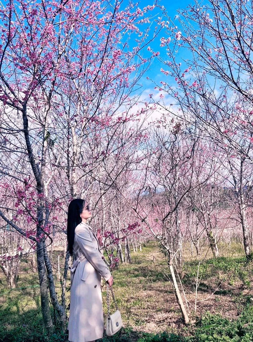 Den Dien Bien, ngo ngan voi sac hoa Anh Dao khoe tham-Hinh-6