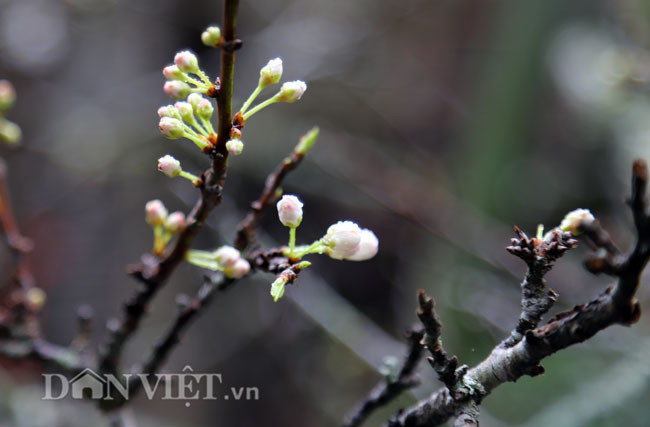 Nguoi dan thich thu voi nhung goc man rung khoe sac giua Thu do-Hinh-9