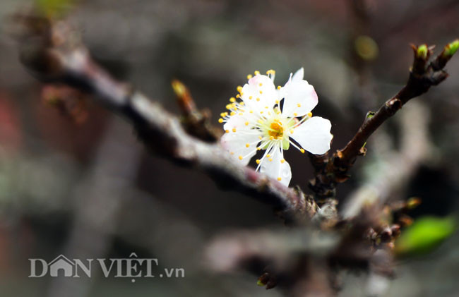 Nguoi dan thich thu voi nhung goc man rung khoe sac giua Thu do-Hinh-2