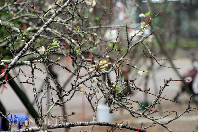 Nguoi dan thich thu voi nhung goc man rung khoe sac giua Thu do-Hinh-8