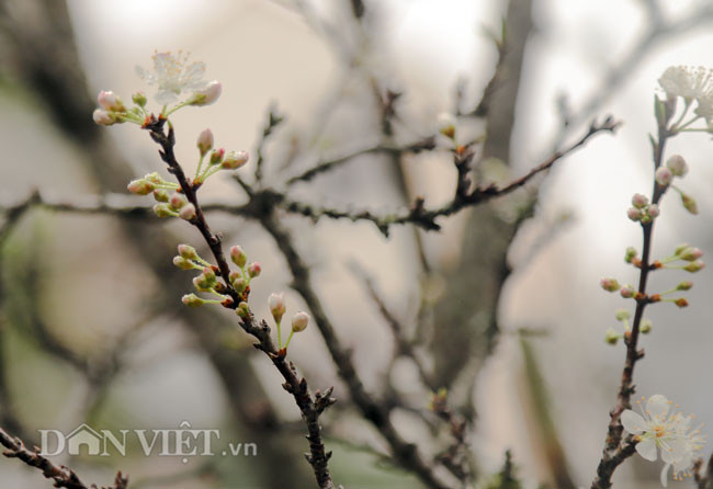 Nguoi dan thich thu voi nhung goc man rung khoe sac giua Thu do-Hinh-13