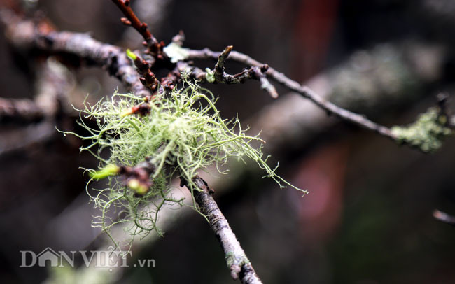 Nguoi dan thich thu voi nhung goc man rung khoe sac giua Thu do-Hinh-12