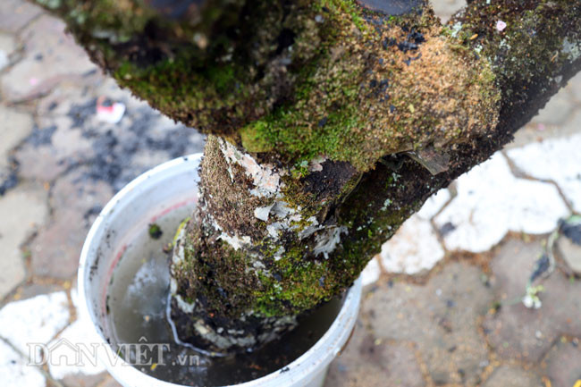 Nguoi dan thich thu voi nhung goc man rung khoe sac giua Thu do-Hinh-6