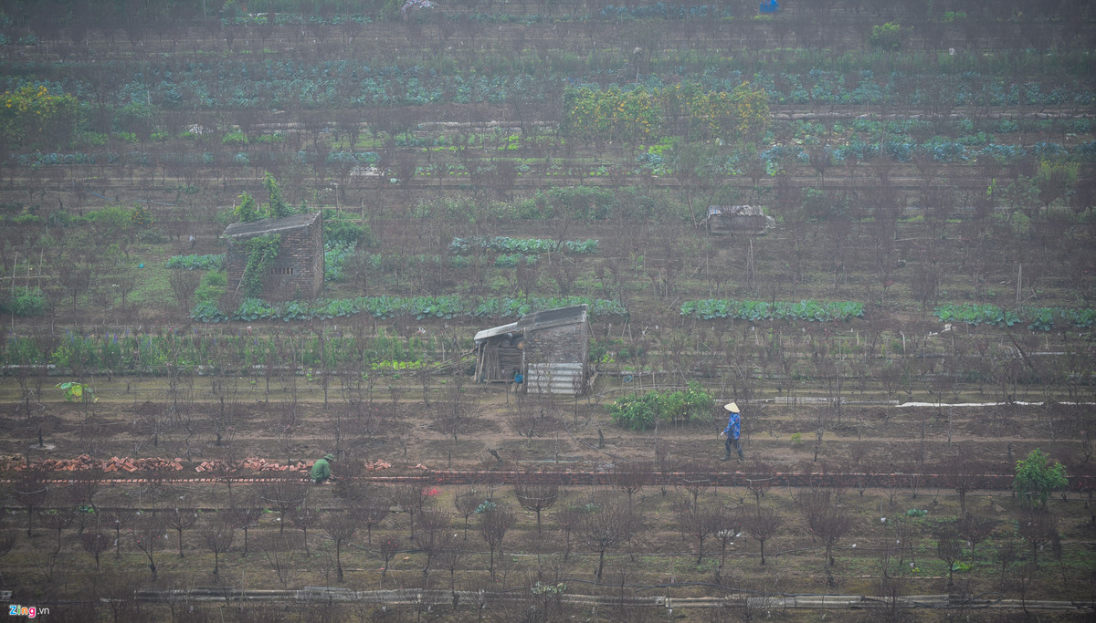 Người nông dân trồng đào Nhật Tân ra đồng sáng 7/1.